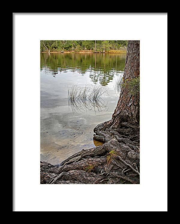 Bayou Framed Print featuring the photograph On the Bayou by M Kathleen Warren