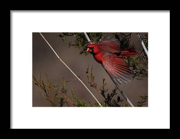 Nature Framed Print featuring the photograph On the Fly by Linda Shannon Morgan