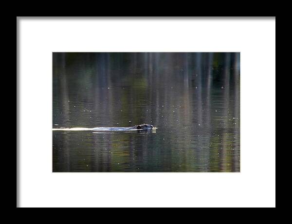 Finland Framed Print featuring the photograph On the morning swim. Beaver by Jouko Lehto