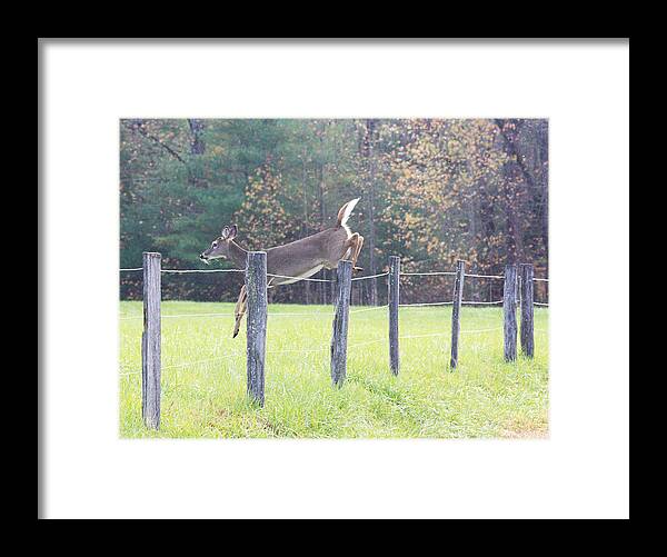 Deer Framed Print featuring the photograph On the Run by Ed Stokes