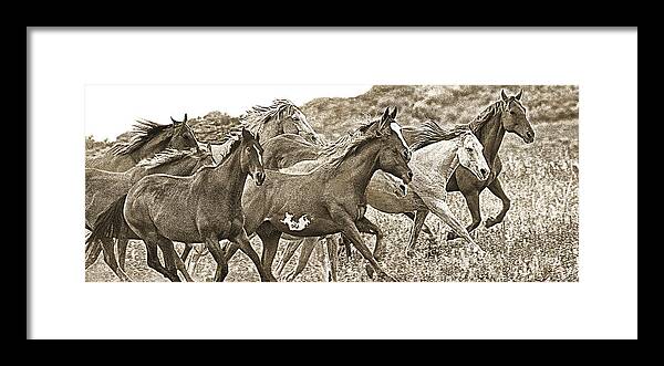 Horses Framed Print featuring the photograph On The Run Sepia by Don Schimmel