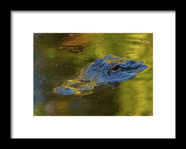 American Alligator Framed Print featuring the photograph On The Surface by Melissa Southern