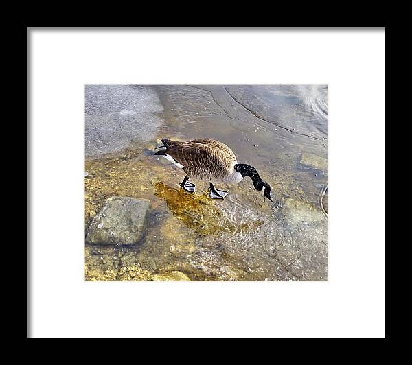 Canada Goose Framed Print featuring the photograph On the Thin Ice by Lyuba Filatova