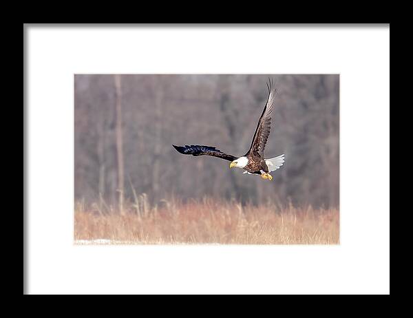 Eagle Framed Print featuring the photograph On the Wing by Rod Best