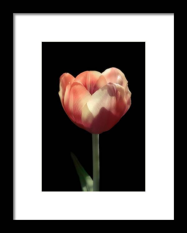 Tulip Framed Print featuring the photograph One Beauty by Johanna Hurmerinta