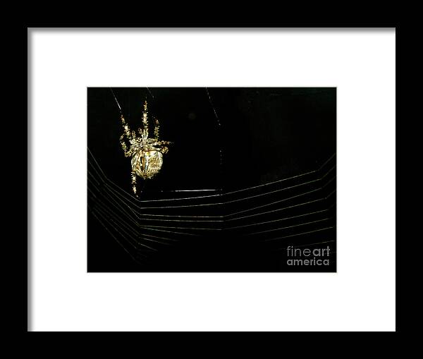 Big Spider Framed Print featuring the photograph One Big Spider by Mary Kobet