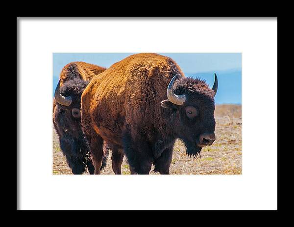Agriculture Framed Print featuring the photograph Bison in Field in the Daytime by Tom Potter