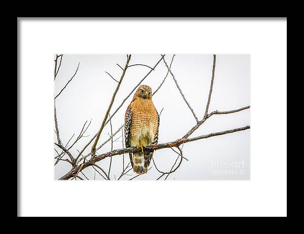 Hawk Framed Print featuring the photograph One Legged Perch by Tom Claud