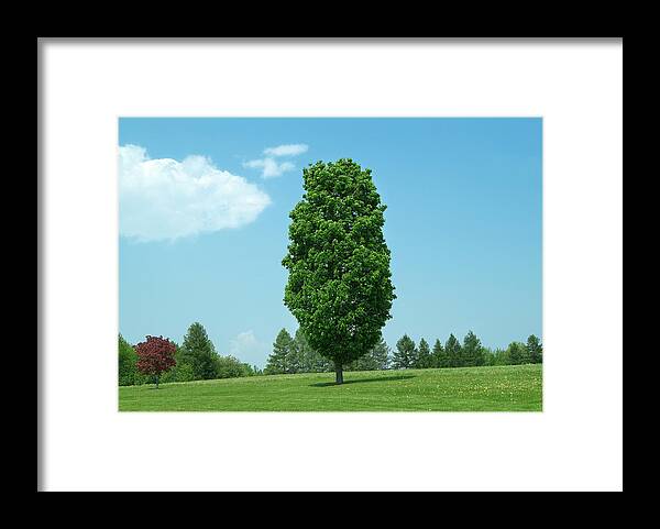 Tree Framed Print featuring the photograph One Lone Tree by John Manno