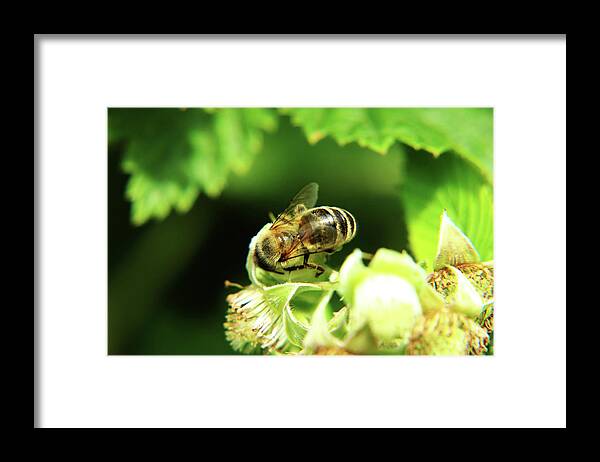 Western Honey Bee Framed Print featuring the photograph One of small european honey bee sitting on raspberry bloom on garden by Vaclav Sonnek