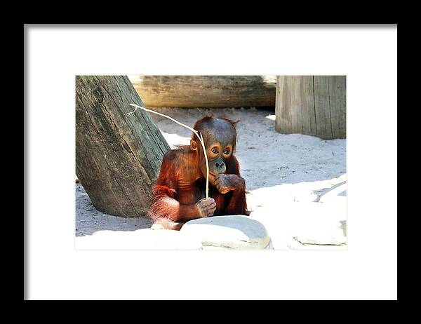Orangutan Framed Print featuring the photograph Orang LP 38A by Sally Fuller