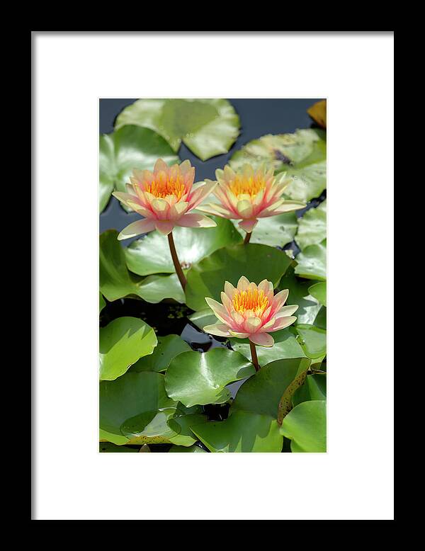 Lotus Framed Print featuring the photograph Orange and Pink Lotus Flowers by Cate Franklyn