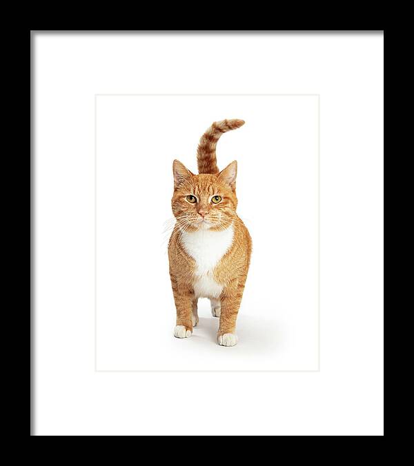 Feline Framed Print featuring the photograph Orange and White Tabby Cat Facing and Looking Forward by Good Focused