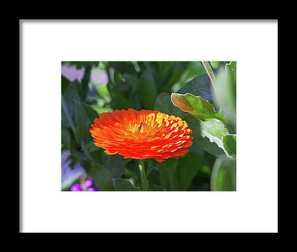 Beautiful Framed Print featuring the photograph Orange Blossom by David Desautel