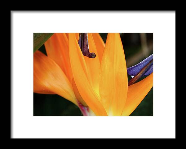 Flowers Framed Print featuring the pyrography Orange Burst by Tony Spencer