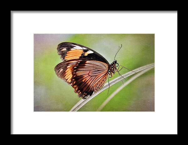 Butterfly Framed Print featuring the photograph Orange Butterfly by Maria Angelica Maira