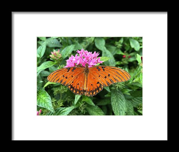 Butterfly Framed Print featuring the photograph Butterfly no.4 by Nathan Little