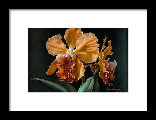 Watercolor Framed Print featuring the painting Orange Cattleya Orchid by Kai Saarto