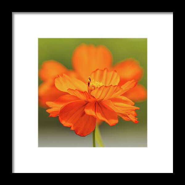 Flower Framed Print featuring the photograph Orange Cosmos Pair by Dale Kauzlaric