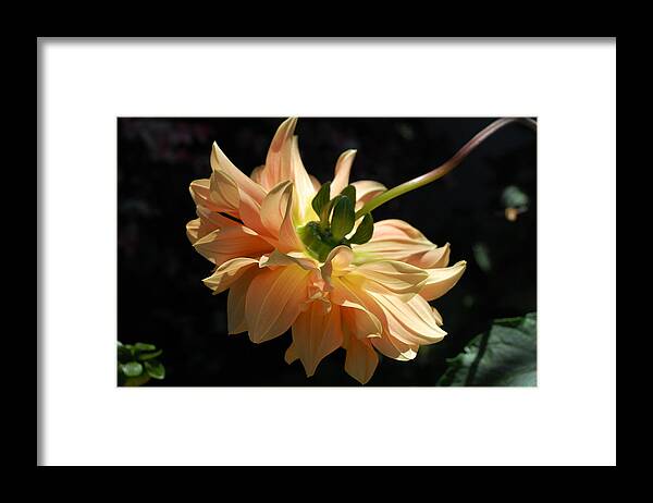 Dahlia Framed Print featuring the photograph Orange Dahlia by Amy Fose