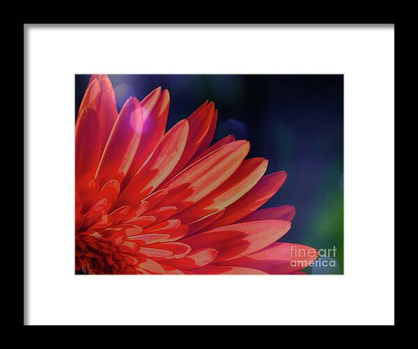 Floral Art Framed Print featuring the photograph Orange Daisy in Light by Diana Mary Sharpton