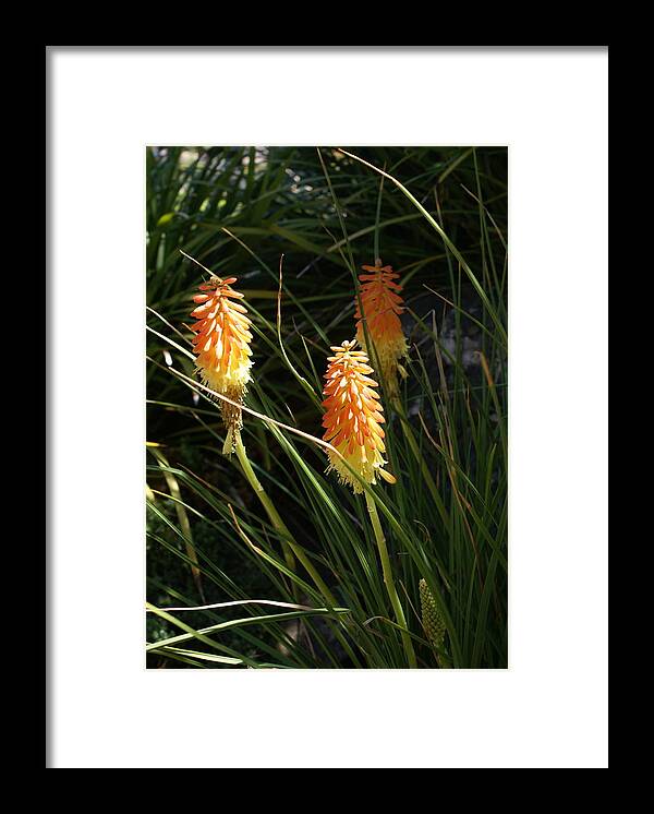  Framed Print featuring the photograph Orange Delight by Heather E Harman