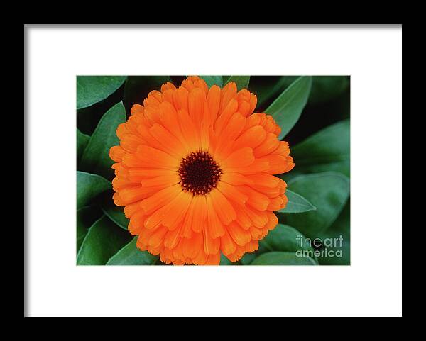 Flora Framed Print featuring the photograph Orange Delight by Sandra Bronstein
