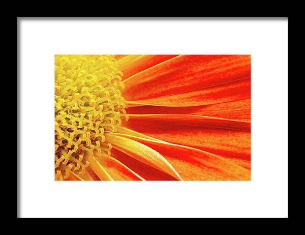 Autumn Framed Print featuring the photograph Orange flower by Viktor Wallon-Hars