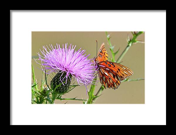 Orange Framed Print featuring the photograph Orange Fritillary by Ed Stokes