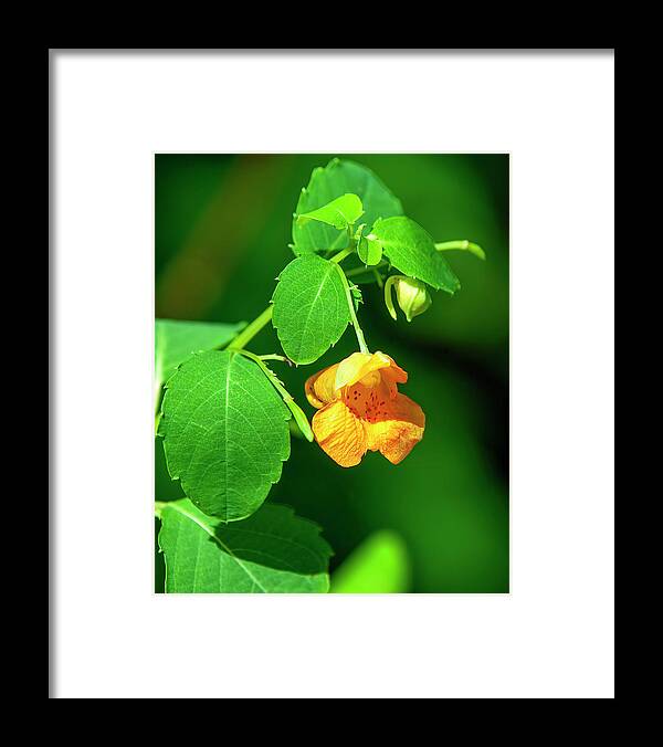 Balsam Family Framed Print featuring the photograph Orange Jewelweed DFL1221 by Gerry Gantt