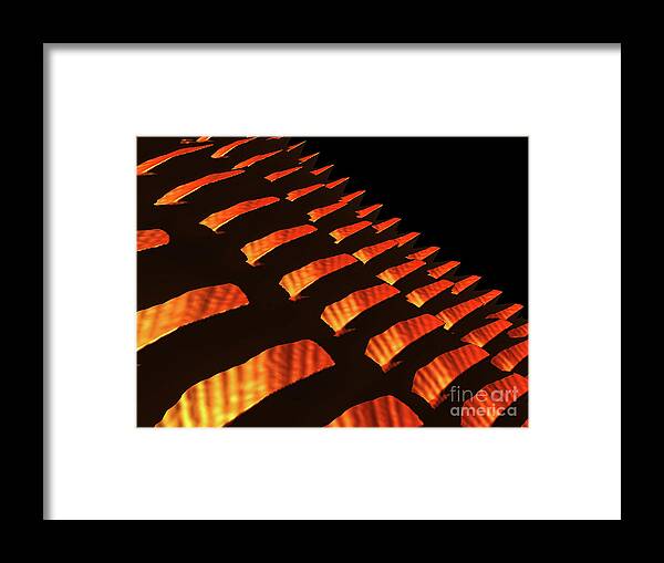 Scales Framed Print featuring the digital art Orange Reptile Scales by Phil Perkins