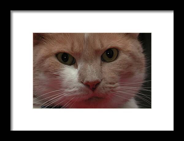 Cat Framed Print featuring the photograph Orange Tabby by Jeff Folger
