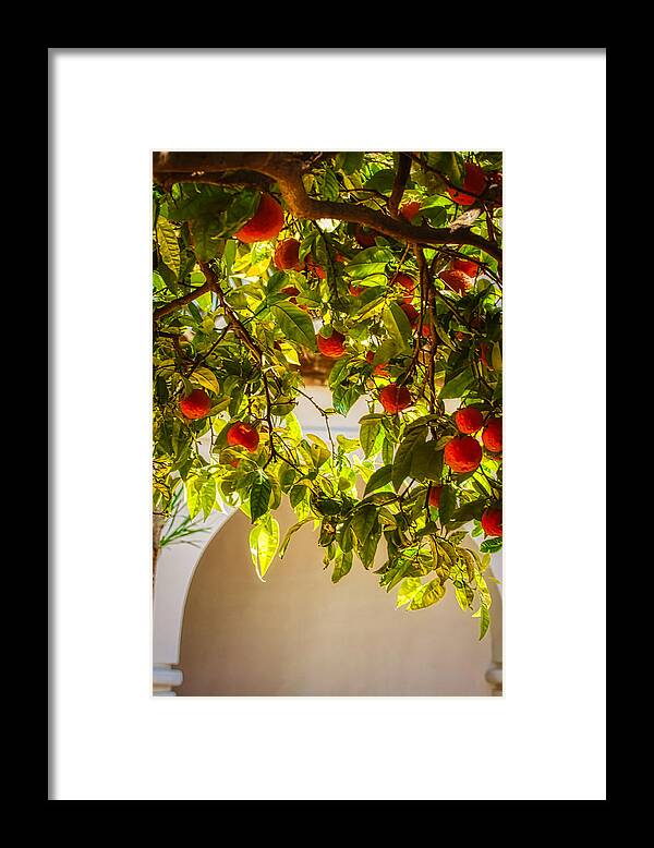 Mijas Framed Print featuring the photograph Orange tree, Mijas, Spain by Tatiana Travelways