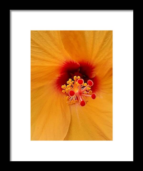 #redorange #gold #orange #brilliant #blooming #hibiscus #florida Framed Print featuring the photograph Orange Tropical Overload by Belinda Lee