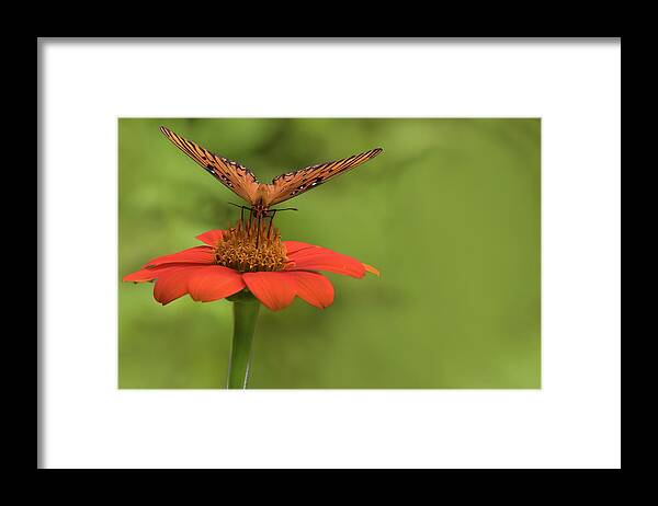 Butterfly Framed Print featuring the photograph Orange You Hungry by Ree Reid