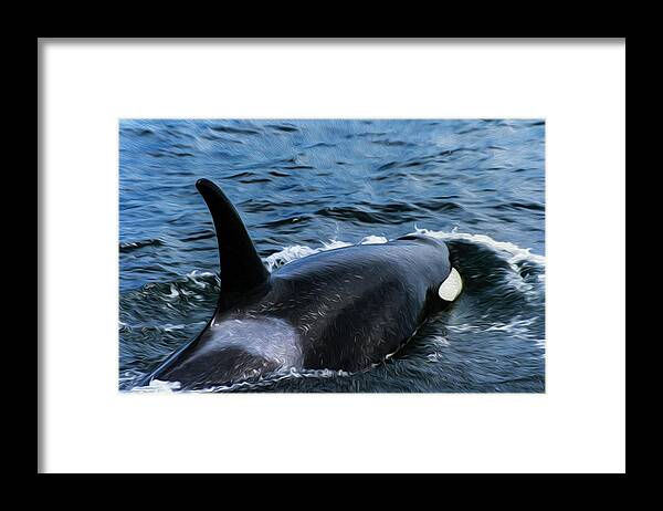 Whale Framed Print featuring the photograph Orca 30A by Sally Fuller