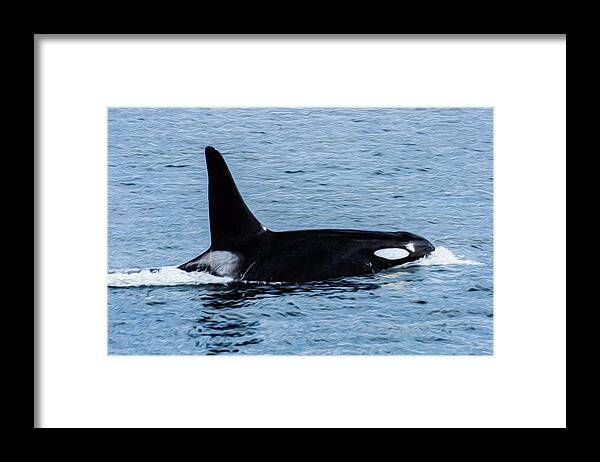 Framed Print featuring the photograph Orca 7A by Sally Fuller