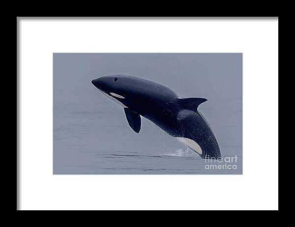  Framed Print featuring the photograph Orca Whale Breaching by Loriannah Hespe