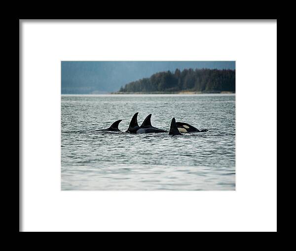 Orcas Framed Print featuring the photograph Orcas by David Kirby