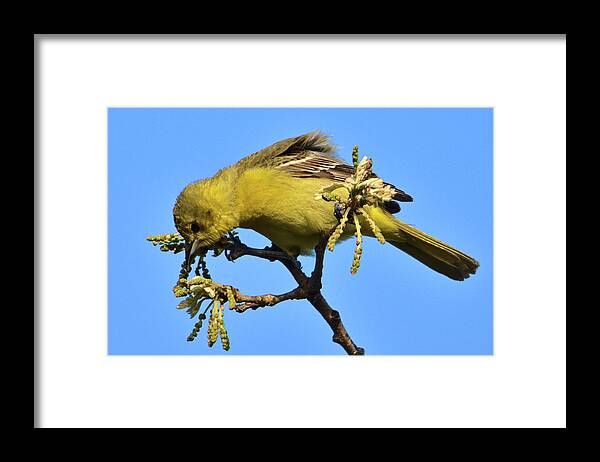 Bird Framed Print featuring the photograph Orchard Oriole at Patrick Marsh by Chris Pappathopoulos