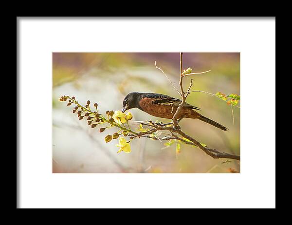 Orchard Oriole Framed Print featuring the photograph Orchard Oriole by Jurgen Lorenzen