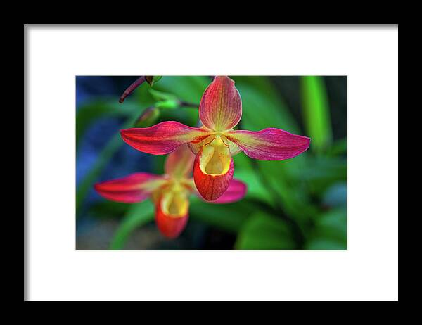 Flowers Framed Print featuring the photograph Orchid by Doug Wittrock