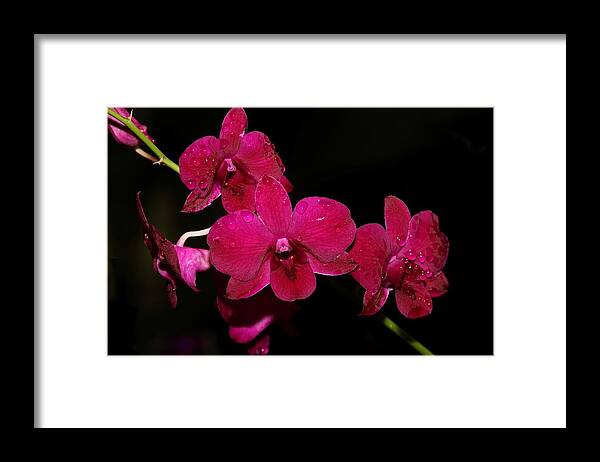Orchid Framed Print featuring the photograph Orchid and Morning Due by Mingming Jiang