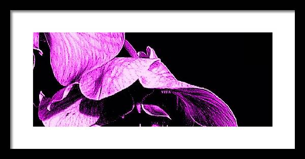22 Final Framed Print featuring the photograph Orchid Soaring - Drama Queen by VIVA Anderson