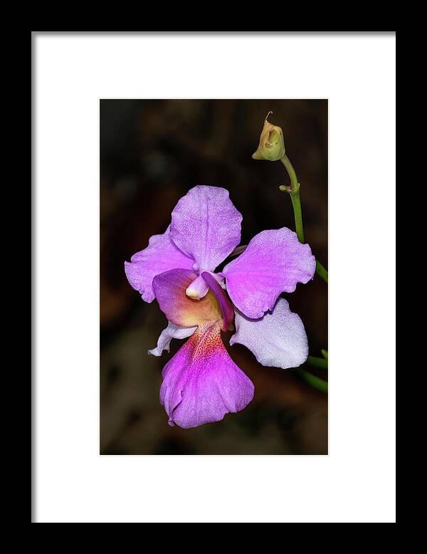 Flower Framed Print featuring the photograph Orchid study #1 by Roman Kurywczak