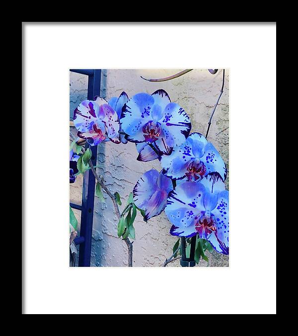 Orchids St Augustine John Anderson Framed Print featuring the photograph Orchids 1 by John Anderson