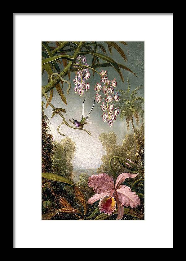 Martin Johnson Heade Framed Print featuring the painting Orchids and Spray Orchids with Hummingbirds by Martin Johnson Heade