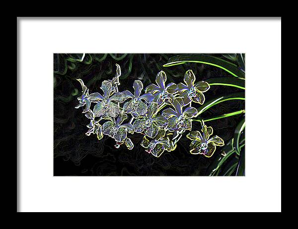 Orchid Framed Print featuring the photograph Orchids in Neon Color by Mingming Jiang