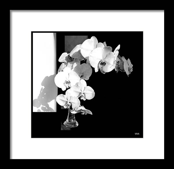 Orchids Framed Print featuring the photograph Orchids in Sunshine and Shadows by VIVA Anderson
