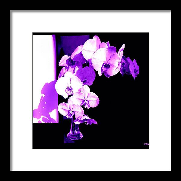 Orchids-purple Framed Print featuring the photograph Orchids-Purple-Sunshine-Shadows by VIVA Anderson